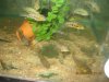 Fish - 4-26-2010 099.jpg