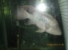 Fish - 4-26-2010 109.jpg