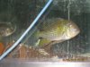 Fish - 4-26-2010 124.jpg