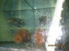 Fish - 4-26-2010 166.jpg