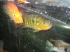 Fish - 4-26-2010 045.jpg