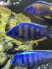 3 Cichlids.jpg