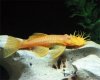 AlbinoBushyNosePleco4.jpg