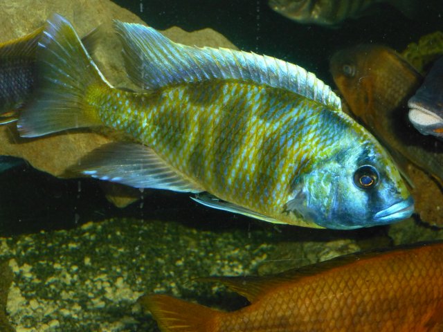 FS-MALE N. VENUSTUS | Capital Cichlid Association