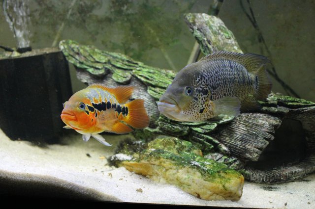 rtm cichlid