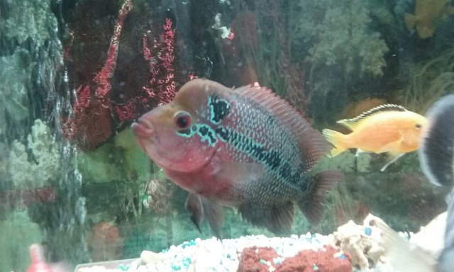 flowerhorn.jpg