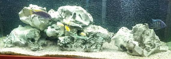 Fs Texas Holey Rock 125lbs Cichlid Stones And Green Pleco Plush