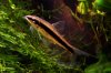 Crossocheilus-siamensis-algae-eater-fish-pictures.jpg