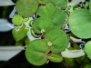 Red Root Floater and Flower.JPG