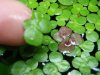 giant duckweed.JPG