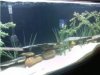 Fish Tank 2.jpg