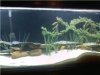 Fish Tank 300.jpg