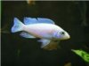 sciaenochromis fryeri white knight.jpg