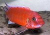 labeotropheus trewavasae mpanga red.jpg