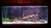 OurTank2011-12-07.jpg