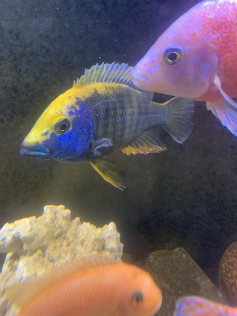 dave's rare aquarium fish