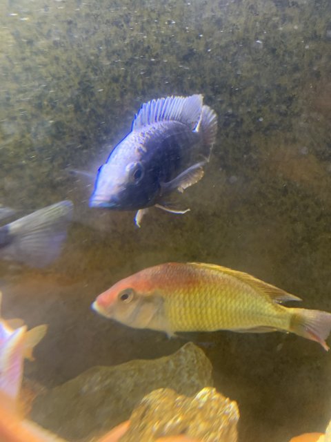 dave's rare aquarium fish