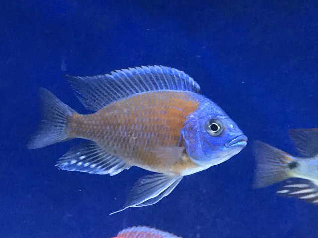 Red Frontosa Cichlid   22072 392a172128a4e4af1b2a3560ec2600e1 