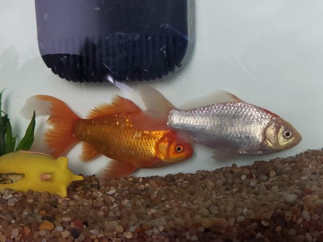 goldfish.jpg