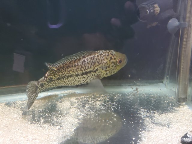 Female jaguar hot sale cichlid for sale