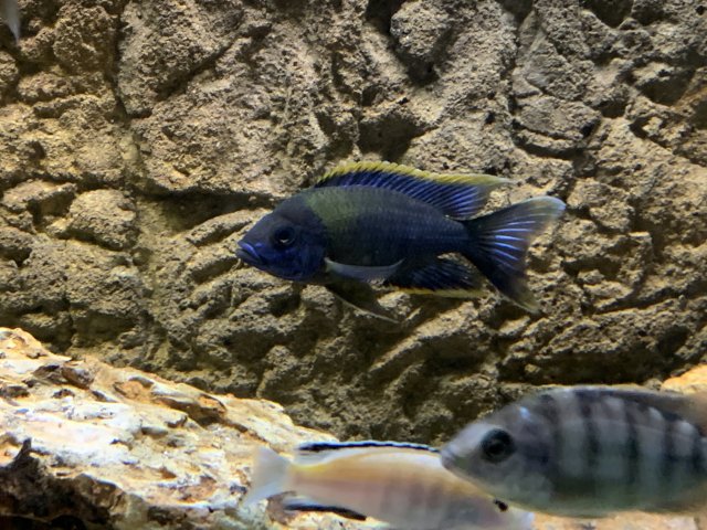 For sale: Two F1 Aulonocara Lwanda breeding groups | Capital Cichlid ...