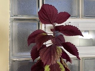 Coleus.jpeg