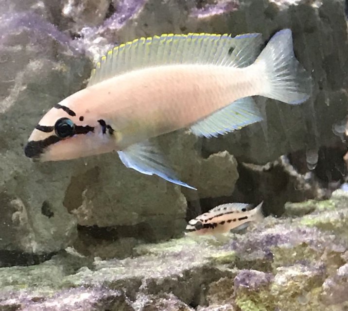 chalinochromis brichardi-adult and juvenile-resized.jpg