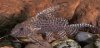 476px-Synodontis_eupterus.jpg