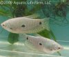 BLUEGOURAMI1_429x355.jpg