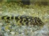 Butterfly pleco L-052.JPG