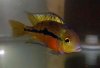 nicaraguan-cichlid-fry_5493908.jpg