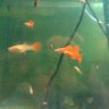 ARD GUPPIES JAN 2013.jpg