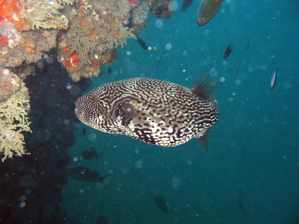 DivingPics030.jpg