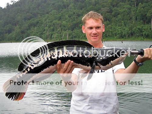 giant_snakehead_39.jpg