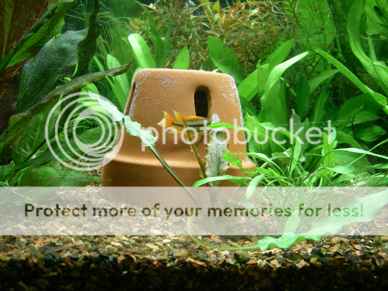 male-cacatuoides-checking-out-shack.png