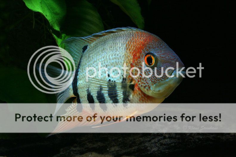 Severum-33.jpg