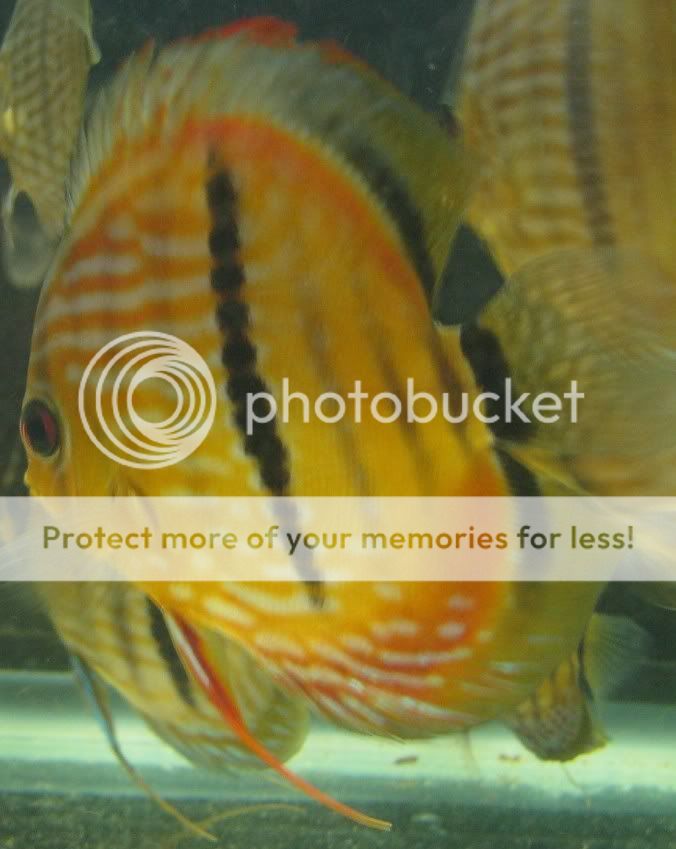 LightRedHeckleDiscus1062008.jpg